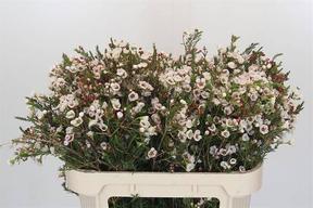 Chamelaucium moonlight delight