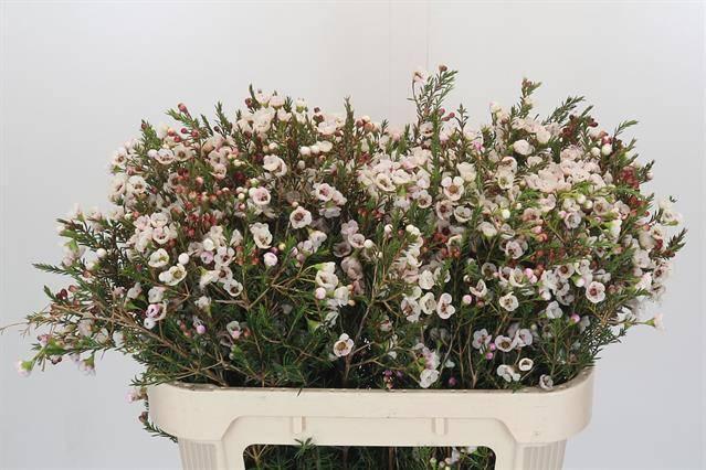 Chamelaucium moonlight delight