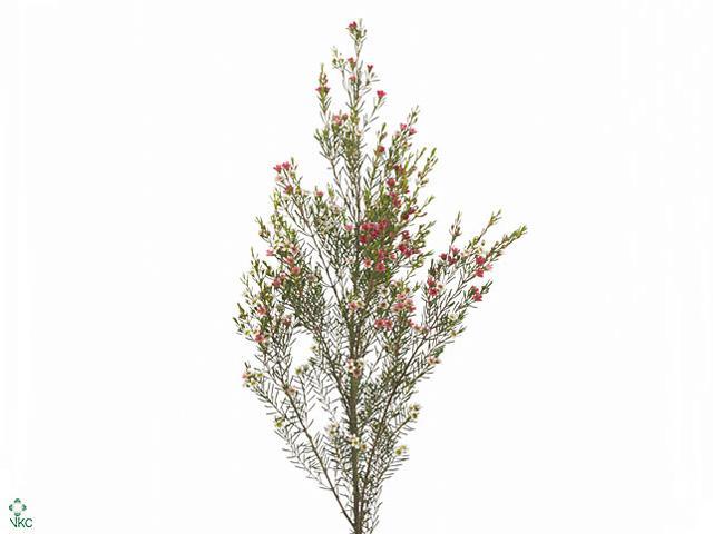 Chamelaucium my sweet 16