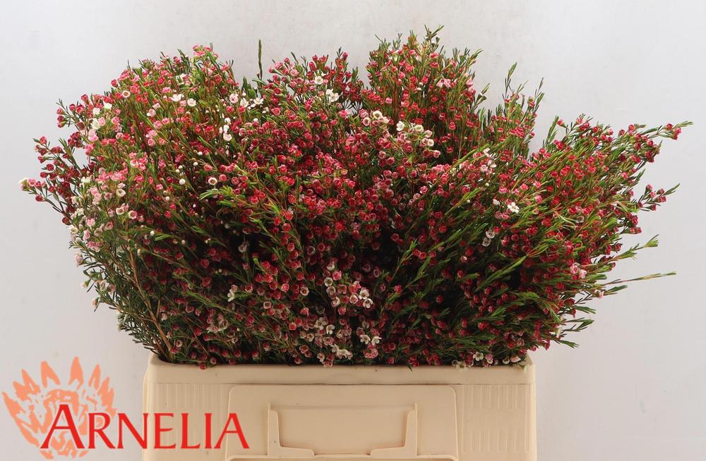 Chamelaucium my sweet 16