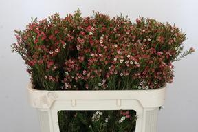 Chamelaucium my sweet 16