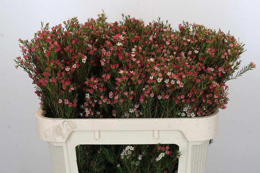 Chamelaucium my sweet 16