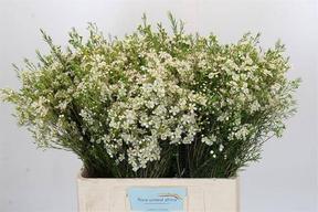 Chamelaucium ofir