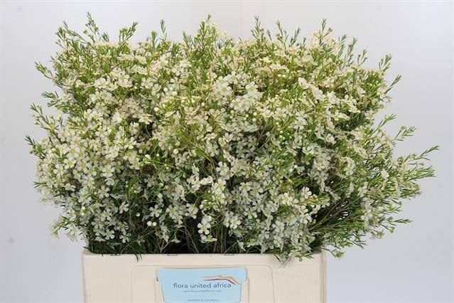 Chamelaucium ofir