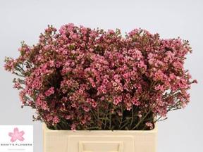 Chamelaucium sarah delight