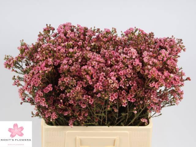 Chamelaucium sarah delight