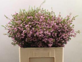 Chamelaucium wendy rose