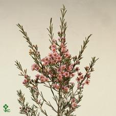 Chamelaucium wendy rose