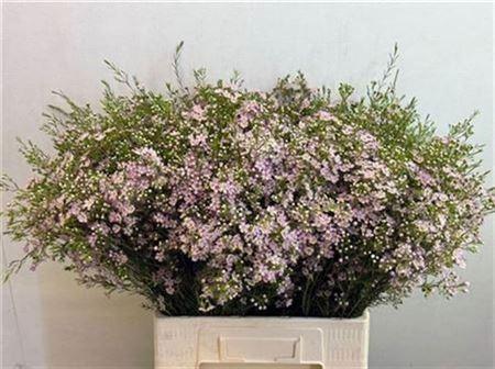 Chamelaucium wendy rose