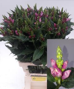 Chelone obliqua