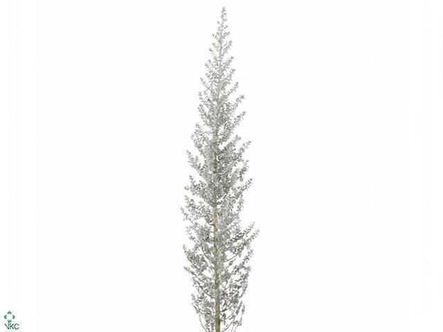 Kochia scoparia