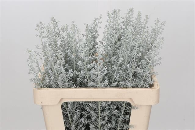 Kochia scoparia