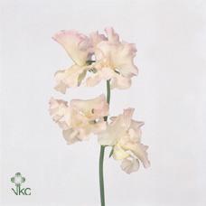 Lathyrus misty apricot
