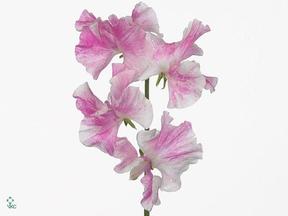 Lathyrus misty pinkwave