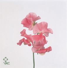 Lathyrus misty salmon