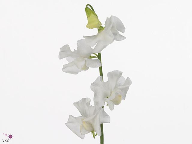 Lathyrus winter sunshine white