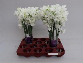 Lathyrus winter sunshine white