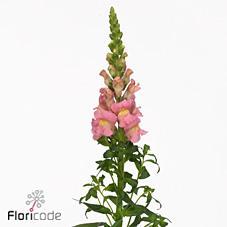 Leeuwenbek antibes pink