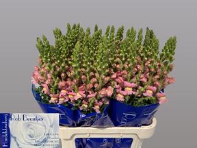 Leeuwenbek antibes pink