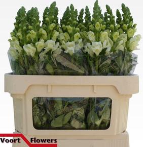 Leeuwenbek antibes white