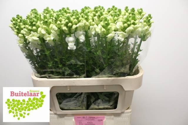 Leeuwenbek antibes white