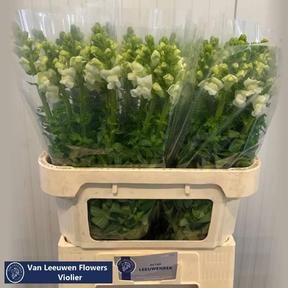 Leeuwenbek antibes white