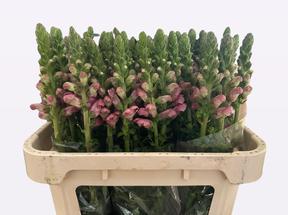 Leeuwenbek avignon pink