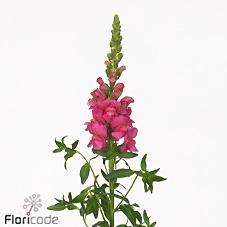 Leeuwenbek avignon rose