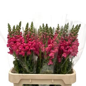 Leeuwenbek avignon rose