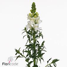Leeuwenbek avignon white