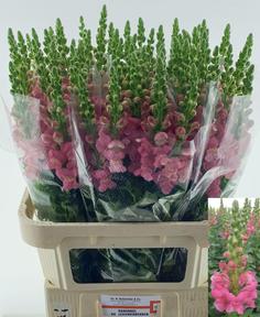 Leeuwenbek monaco rose