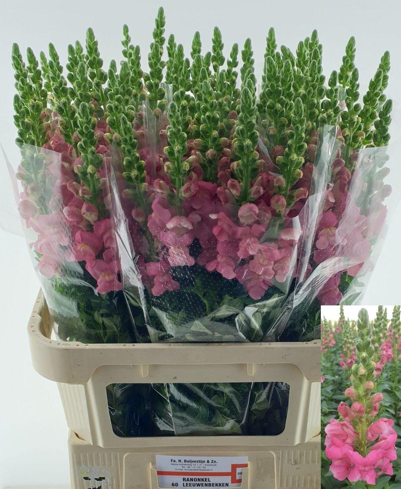 Leeuwenbek monaco rose