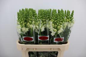 Leeuwenbek opus white