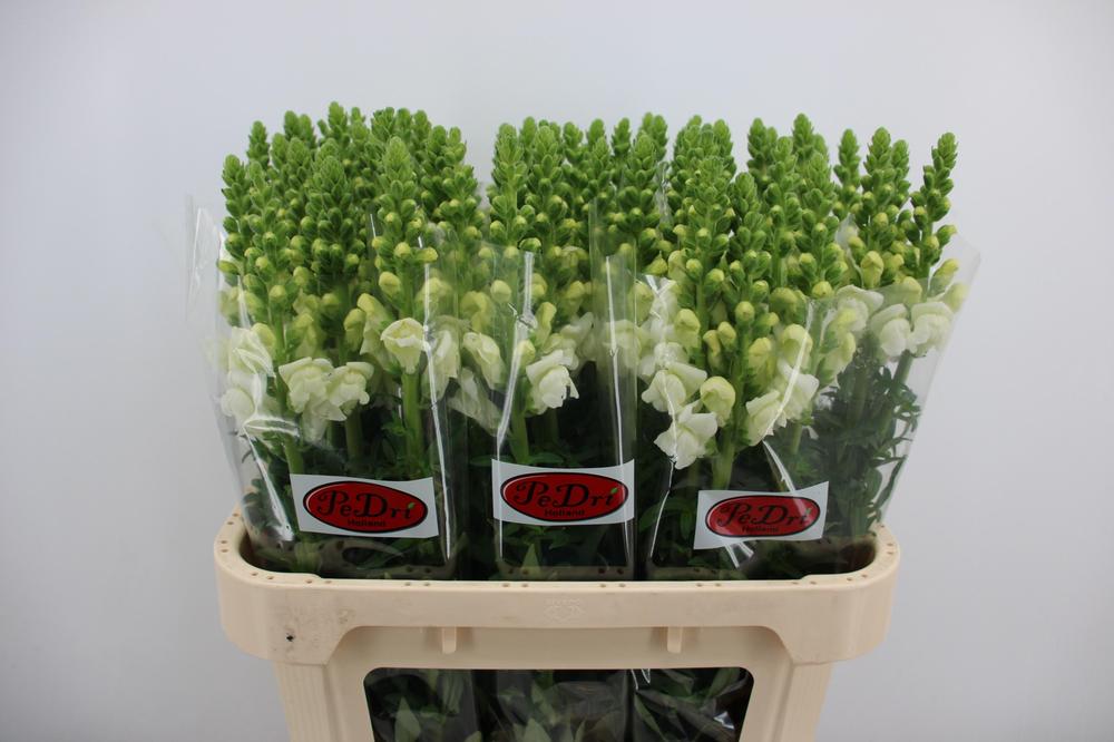 Leeuwenbek opus white