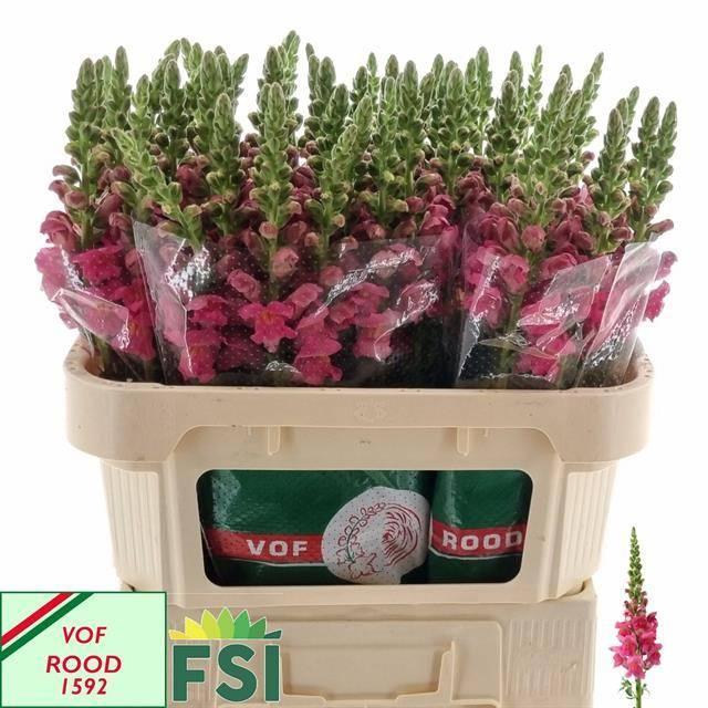 Leeuwenbek potomac cherr rose