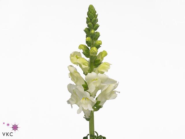 Leeuwenbek potomac ivory white