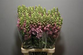 Leeuwenbek potomac lavender
