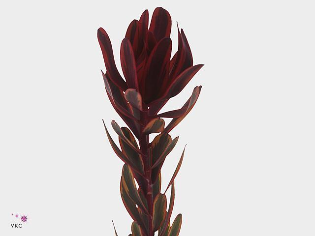 Leucadendron jester