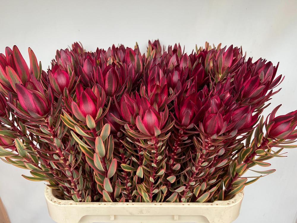 Leucadendron jester