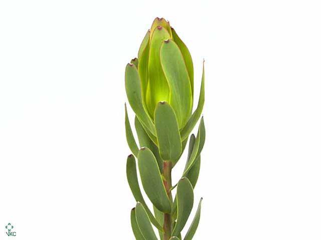 Leucadendron laurel yellow