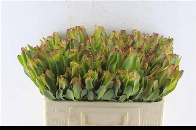 Leucadendron laurel yellow