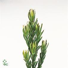 Leucadendron pisa
