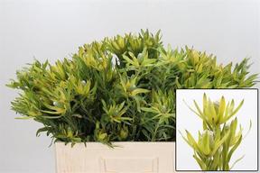 Leucadendron pisa