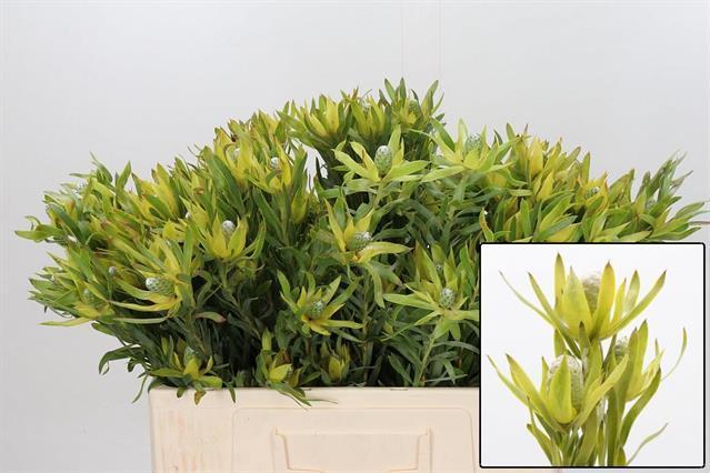 Leucadendron pisa