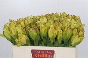 Leucadendron saf goldstrike