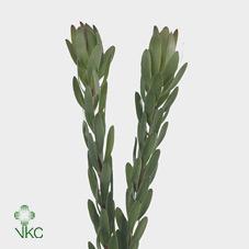 Leucadendron saf goldstrike DIRECT (esp)