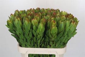 Leucadendron saf goldstrike