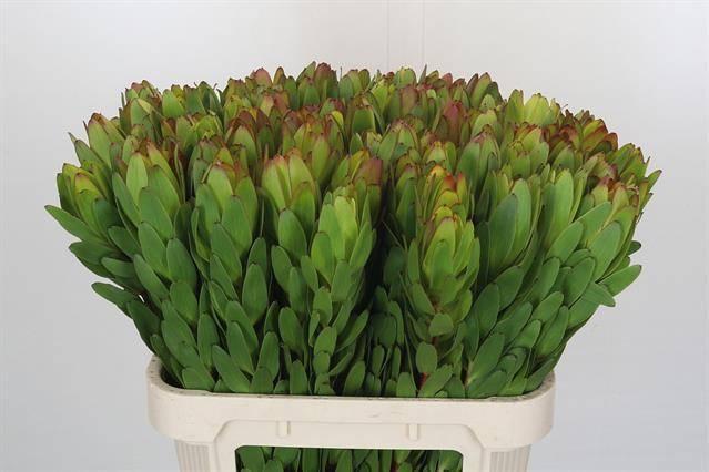 Leucadendron saf goldstrike DIRECT (esp)