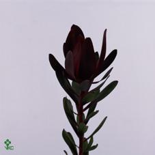 Leucadendron saf sunset