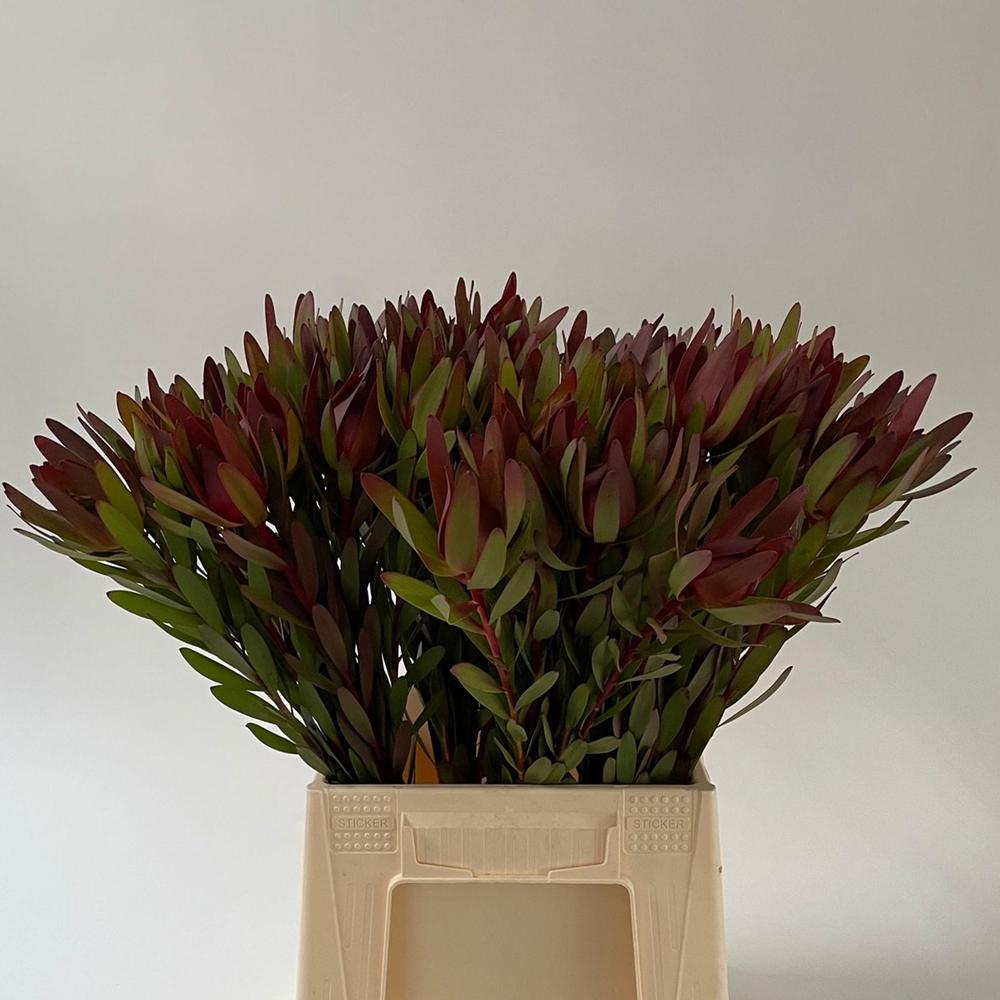 Leucadendron saf sunset